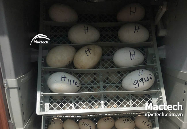 Ấp trứng thuê kiếm thêm thu nhập tại nông thôn