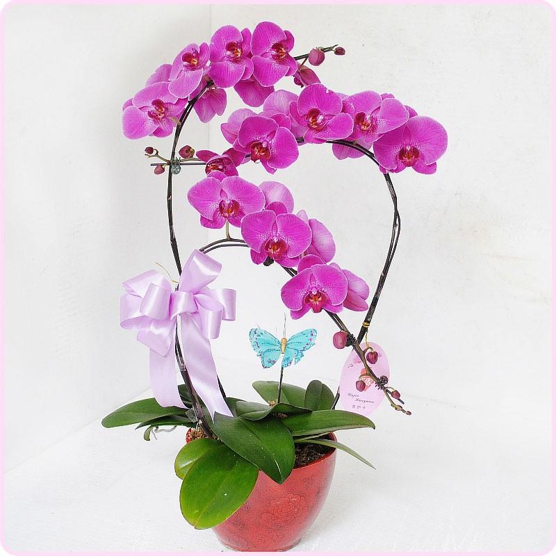 Hoa lan hồ điệp là lời cầu mong bố luôn khỏe mạnh và hạnh phúc