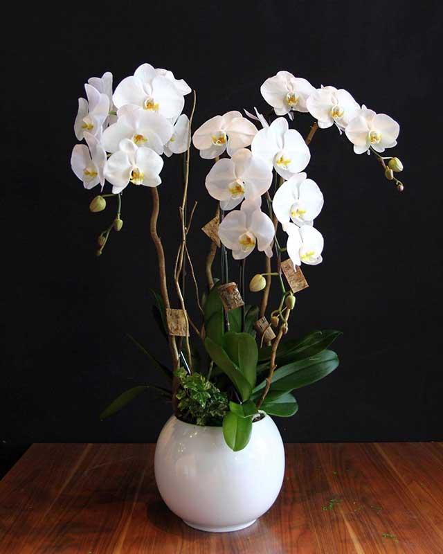 Lan hồ điệp trắng – vẻ đẹp trang trọng, giàu sang và phú quý