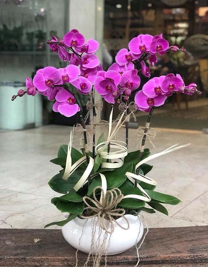 lan hồ điệp tím mang sự duyên dáng, thể hiện sự sang trọng và tôn trọng