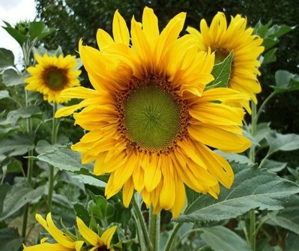 Hướng dương vàng rực rỡ như ánh mặt trời