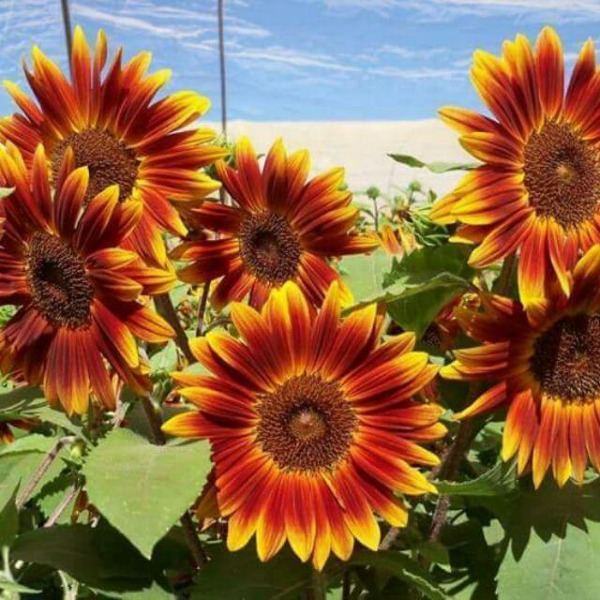 Hoa hướng dương cam sao độc đáo từ sắc màu đến cái tên