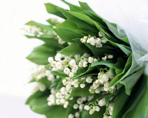 Hoa huệ chuông từ xứ sở mặt trời