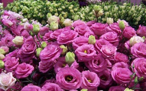 Hình ảnh người thầy cô dìu dắt học trò bé bỏng vượt qua mọi rào cản là ý nghĩa hoa Cát Tường ngày 20/11