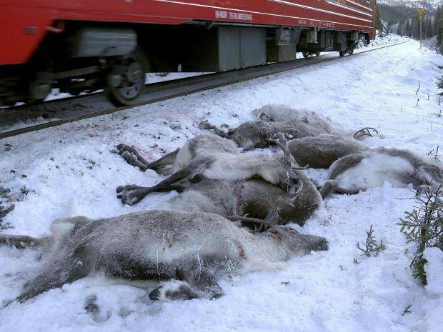 Trước thềm giáng sinh cận kề, hơn 100 chú tuần lộc tại Na Uy bị “thảm sát” trên đường ray xe lửa