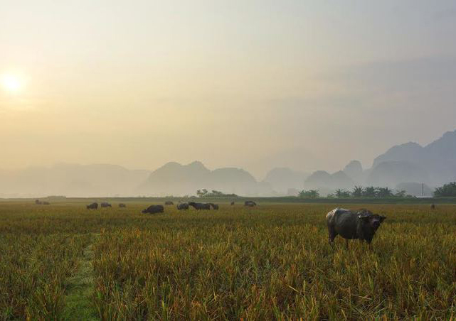 MÙA VÀNG PÙ LUÔNG – ĐẶC SẢN DU LỊCH XỨ THANH