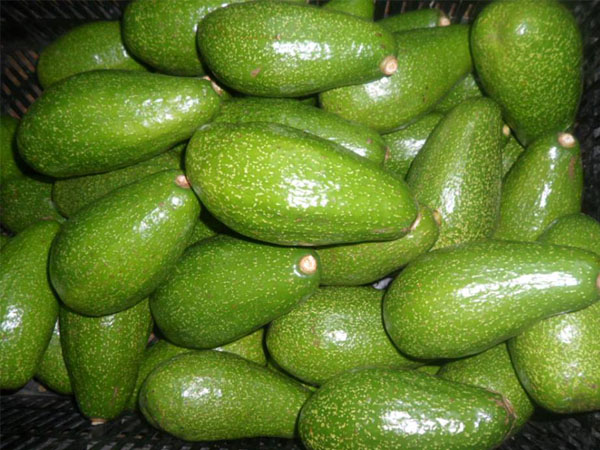 Bán BƠ SÁP ĐÀ LẠT giá rẻ