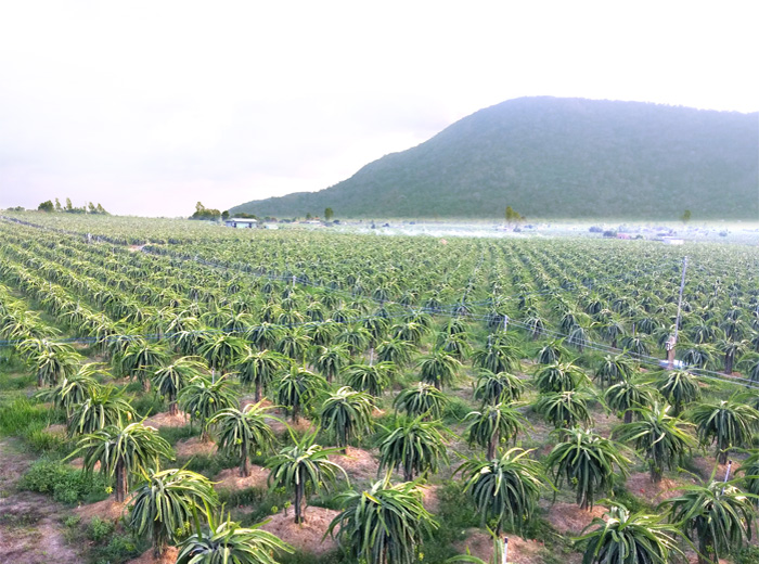 700-x-520-trang-trai-thanh-long-1.jpg