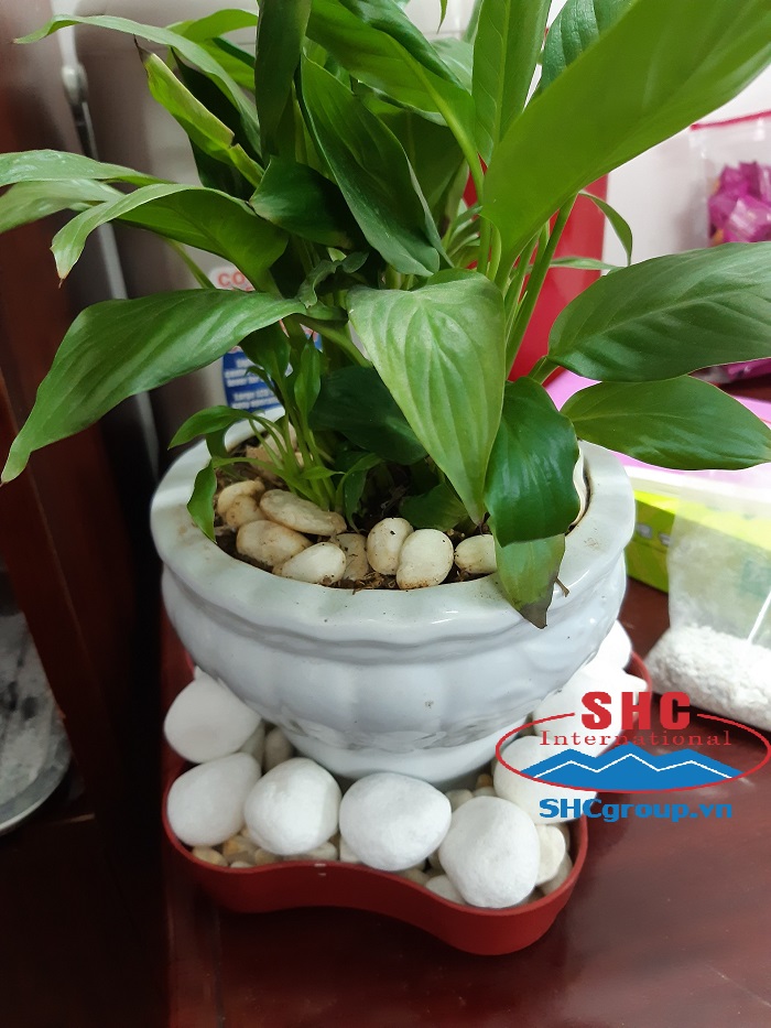 Sỏi trang trí chậu cây cảnh và thiết kế sân vườn. - CÔNG TY TNHH ĐTPT QUỐC TẾ SƠN HÀ Sỏi trang trí chậu cây cảnh và thiết kế sân vườn. - CÔNG TY TNHH ĐTPT QUỐC TẾ SƠN HÀ