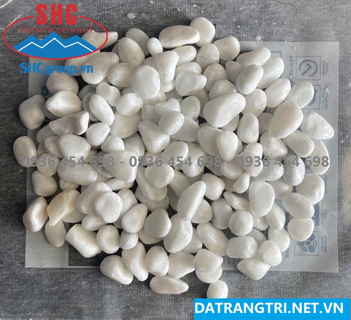 SỎI TRẮNG MUỐI QUAY