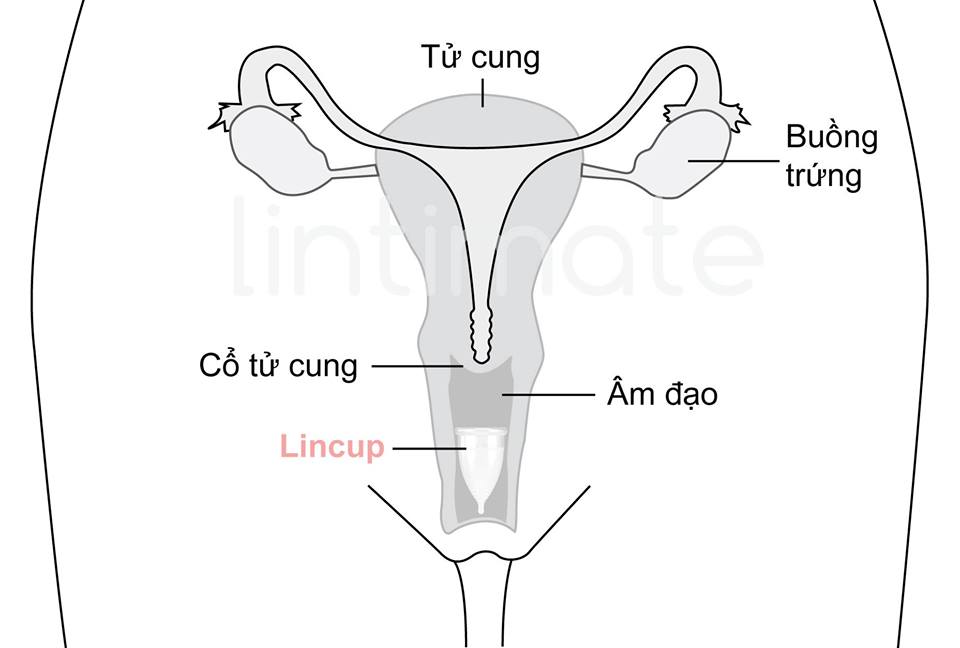 cốc nguyệt san là gì