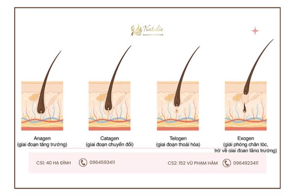 chu kỳ phát triển lông