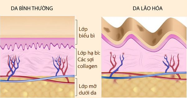 tac-dung-cua-collagen