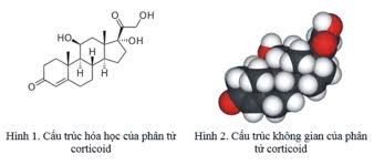 corticoid-la-gi