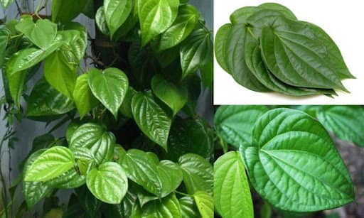 triet-long-bang-la-trau-khong