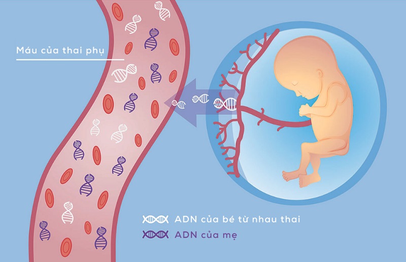 Xét nghiệm NIPT 23 cặp NST là một xét nghiệm tiền sản không xâm lấn nhằm phân tích những đoạn trình tự ADN tự do của thai nhi có trong máu của mẹ