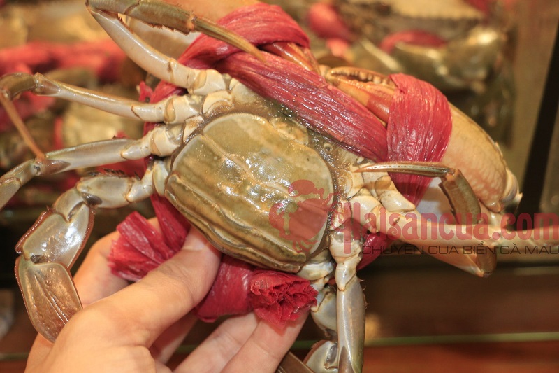 cua-gach-haisancua.com
