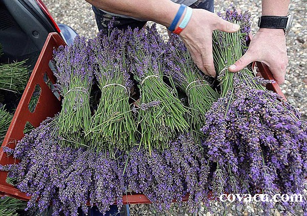 hoa kho lavender