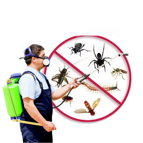 Dịch vụ diệt côn trùng chuyên nghiệp - Vệ sinh công nghiệp 5s
