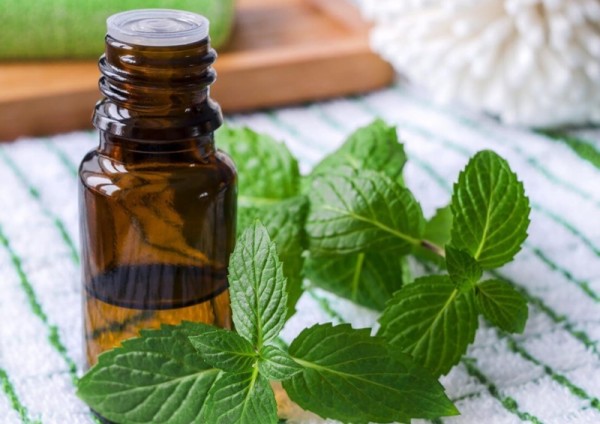 cách làm tinh dầu bạc hà