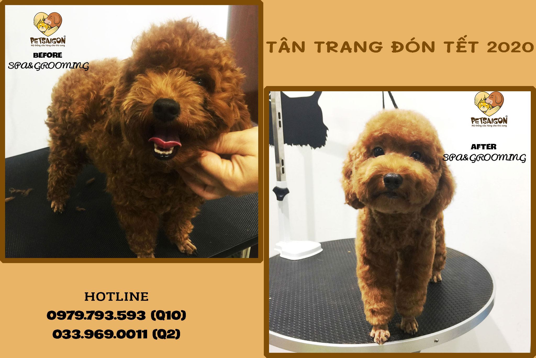 tỉa lông poodle 2