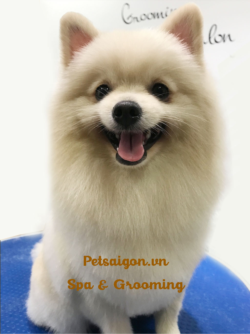 tỉa lông phốc sóc