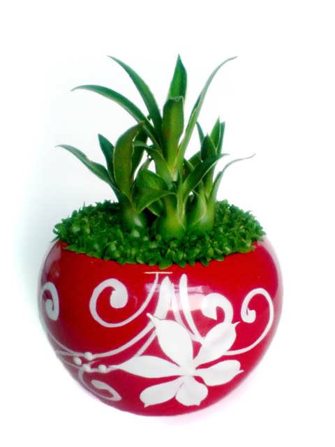 cay phat tai may man khi chuyển nhà