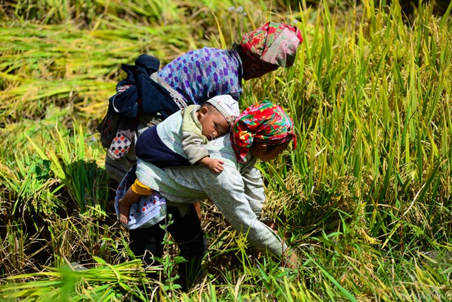 gặt lúa sapa