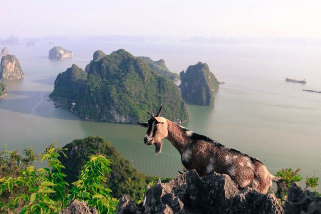 ngắm vịnh hạ long từ núi bài thơ