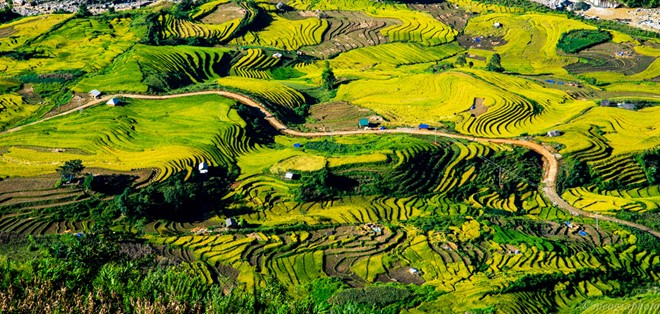 ruộng bậc thang sapa