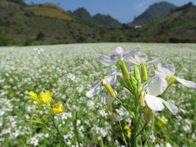 Hoa cải trắng Mộc Châu