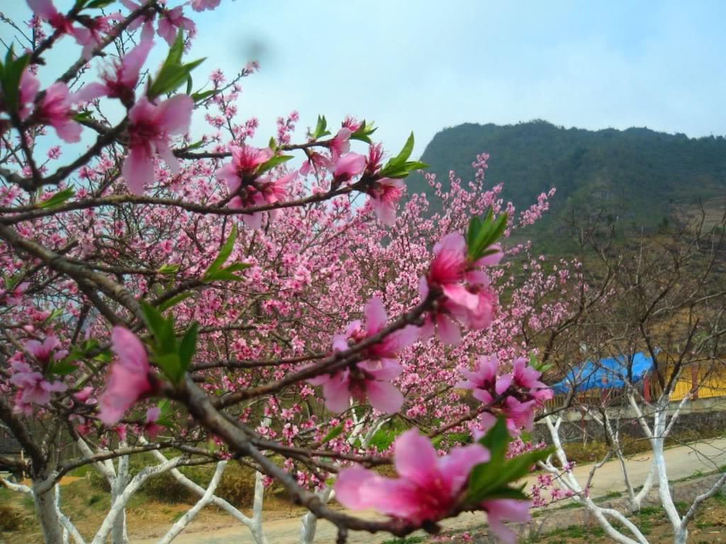 Hoa đào sapa