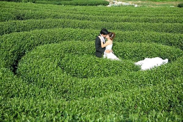 đồi chè trái tim