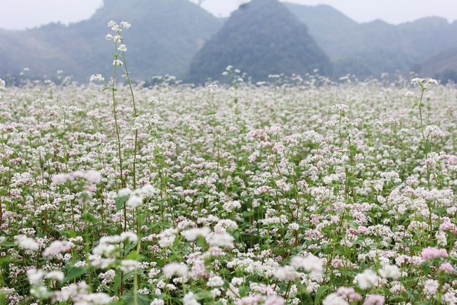 Mộc Châu -  Mùa hoa cải