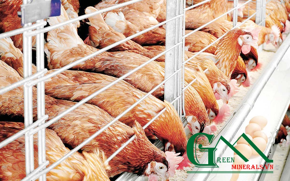 dinh dưỡng thức ăn chăn nuôi