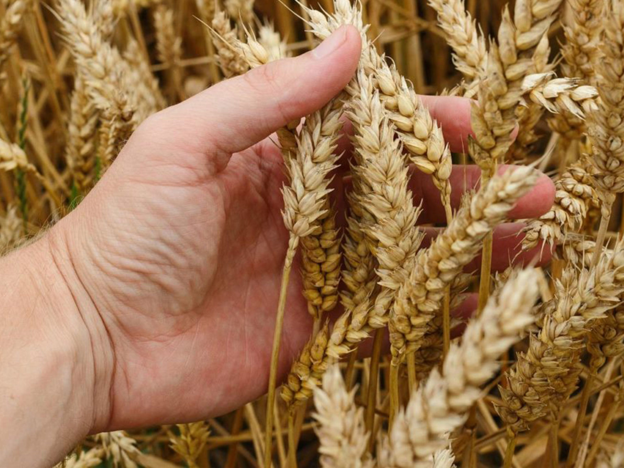 Trong tự nhiên, Azelaic acid được tìm thấy ở các loại ngũ cốc như lúa mì, lúa mạch, lúa mạch đen