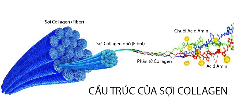 Collagen là một loại protein dạng sợi, chiếm ¼ lượng protein trong cơ thể chúng ta