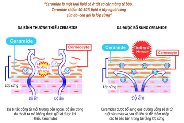 Ceramide mang đến 3 sức mạnh tuyệt vời: dưỡng ẩm, bảo vệ, tái tạo