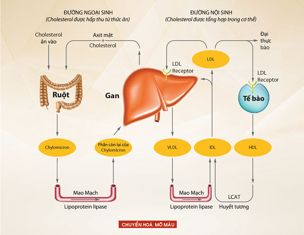 Cholesterol được hình thành từ 2 nguồn là nội sinh và ngoại sinh. 