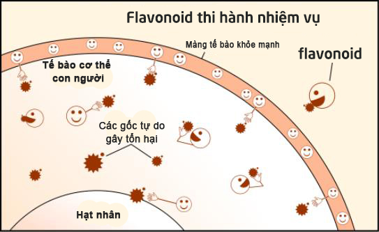 Flavonoid lại là một trong các nhóm chính của hợp chất Polyphenol