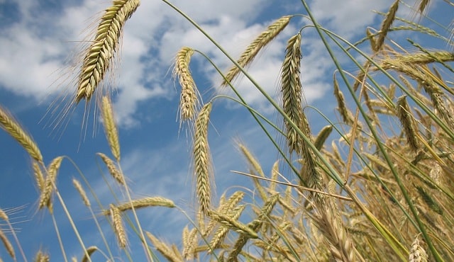 trị mụn lưng bằng yến mạch