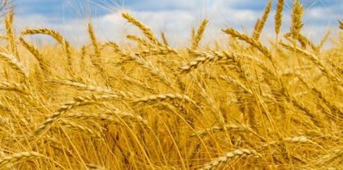 lua mach nau ruou vodka beluga