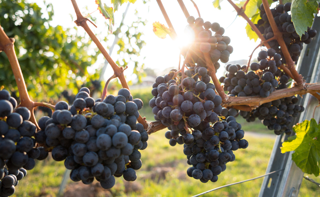 Rượu vang F Negroamaro Limited có nguyên liệu chính là giống nho Negroamaro