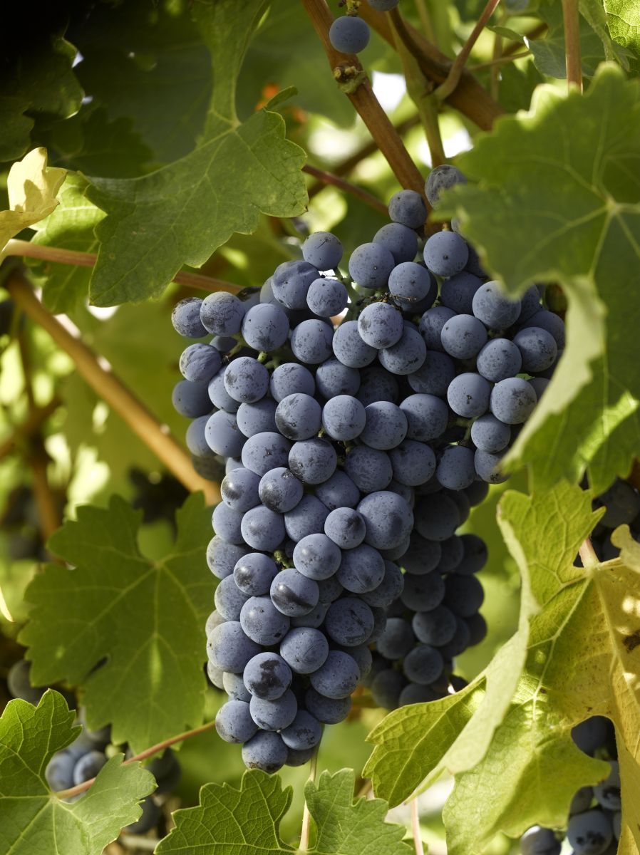 ruou-vang-y-nhap-khau-2-giong-nho