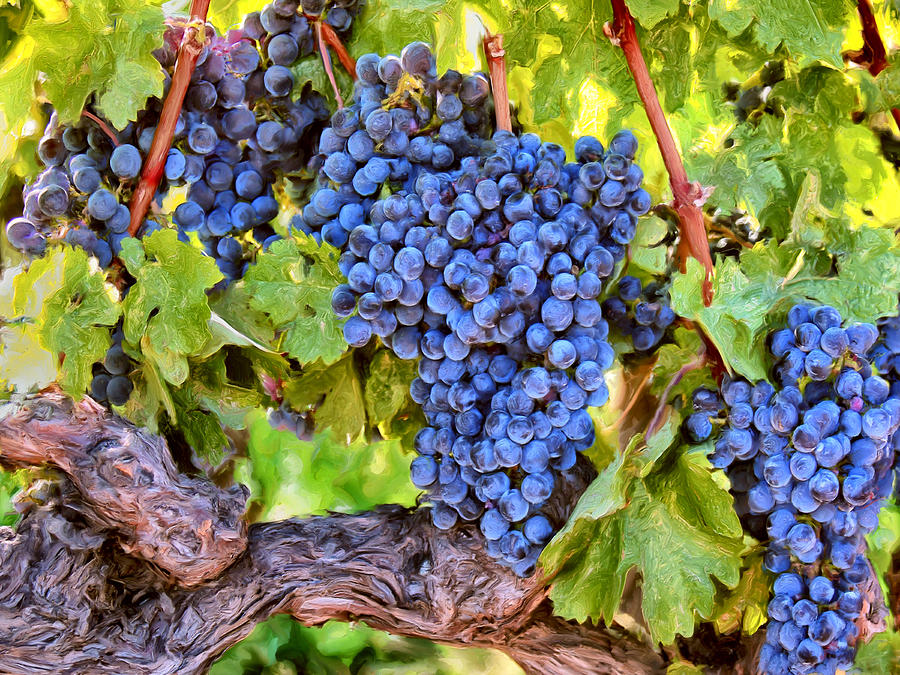Nguồn nguyên liệu làm ra rượu vang Ý được trồng trong điều kiện tự nhiên thuận lợi