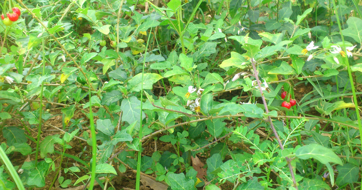 Điều kỳ diệu khi kết hợp mật nhân và cà gai leo rất tốt cho gan bạn nên biết