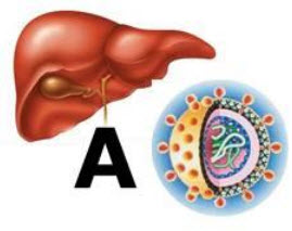 Hình ảnh Tin vui cho những bệnh nhân viêm gan A - đã có giải pháp điều trị hiệu quả