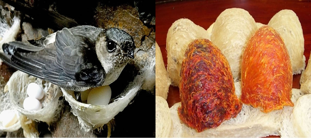 Hình ảnh Phân biệt Yến Thô - Yến Sơ Chế - Yến Tinh Chế như thế nào cho đúng?