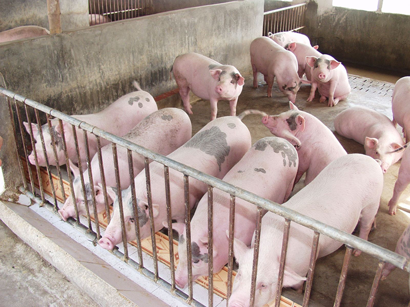 Chăn nuôi nhiều mà không có cái này thì vất vả mệt mỏi vô cùng