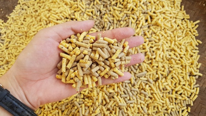 Tự chế biến thức ăn chăn nuôi giảm chi phí tăng lãi tại sao không